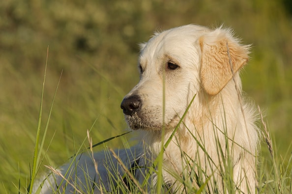 Perro
