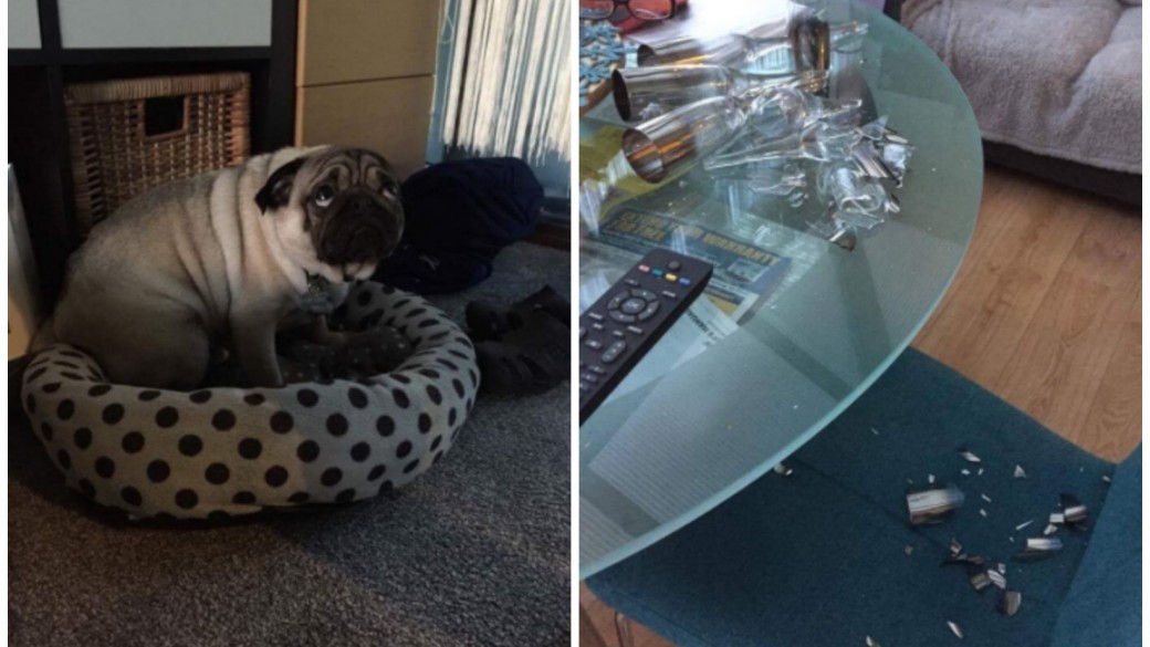 Perro pug hizo cara triste luego de romper unos vasos en su casa. Pulzo.com