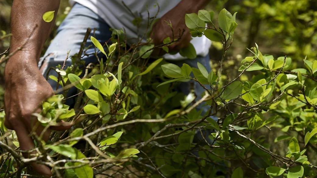 Cultivos ilícitos en Colombia