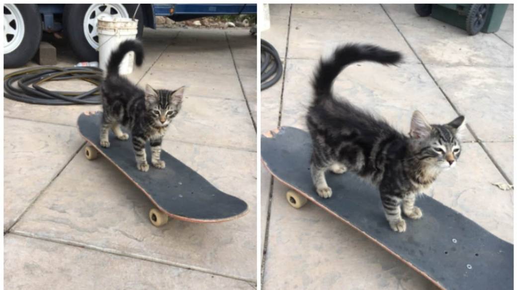 Gato que practica 'skateboarding'. Pulzo.com