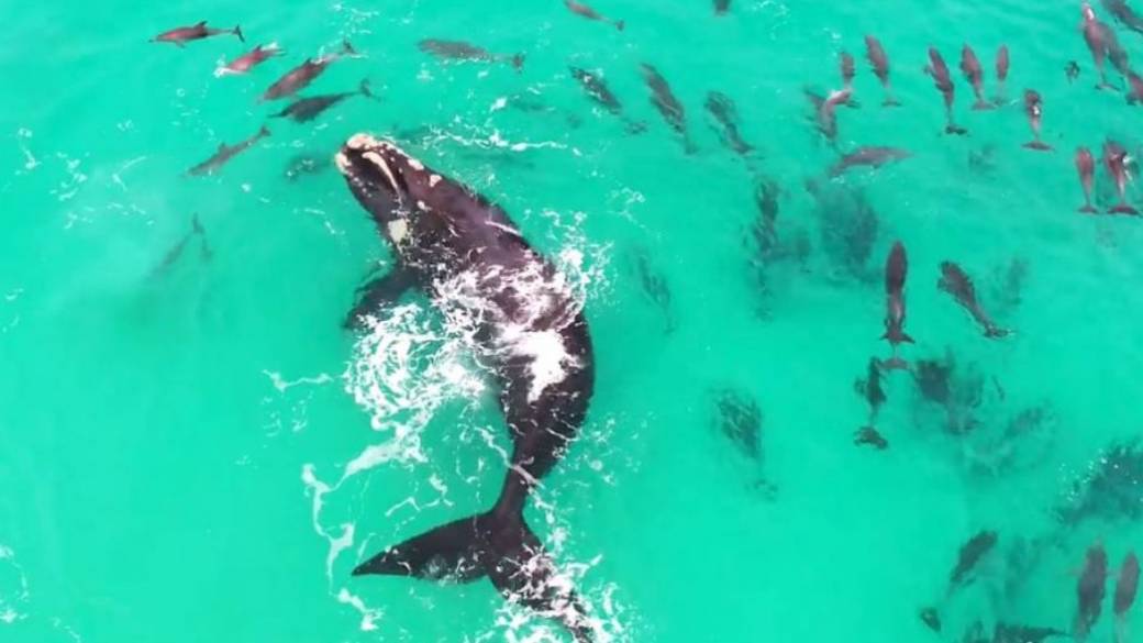 Ballena nada entre delfines.