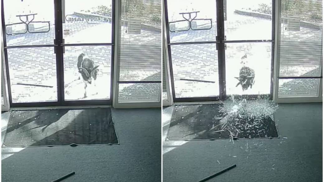 Cabra rompe vidrio de oficinas.