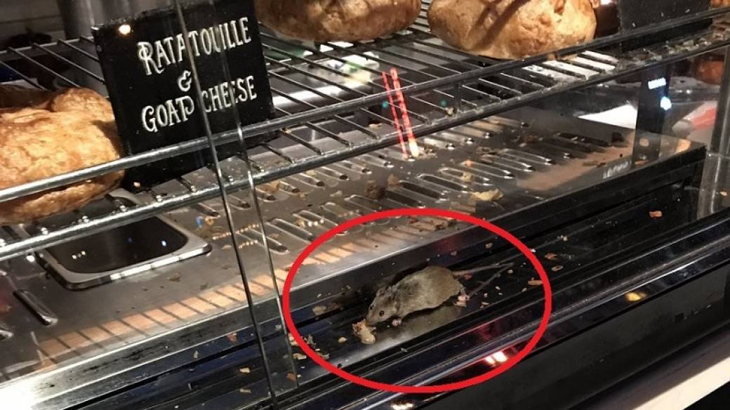 Ratón en vitrina de panadería