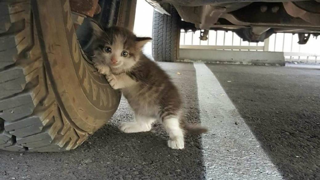 Gatico recostado sobre llanta de un camión. Pulzo.com