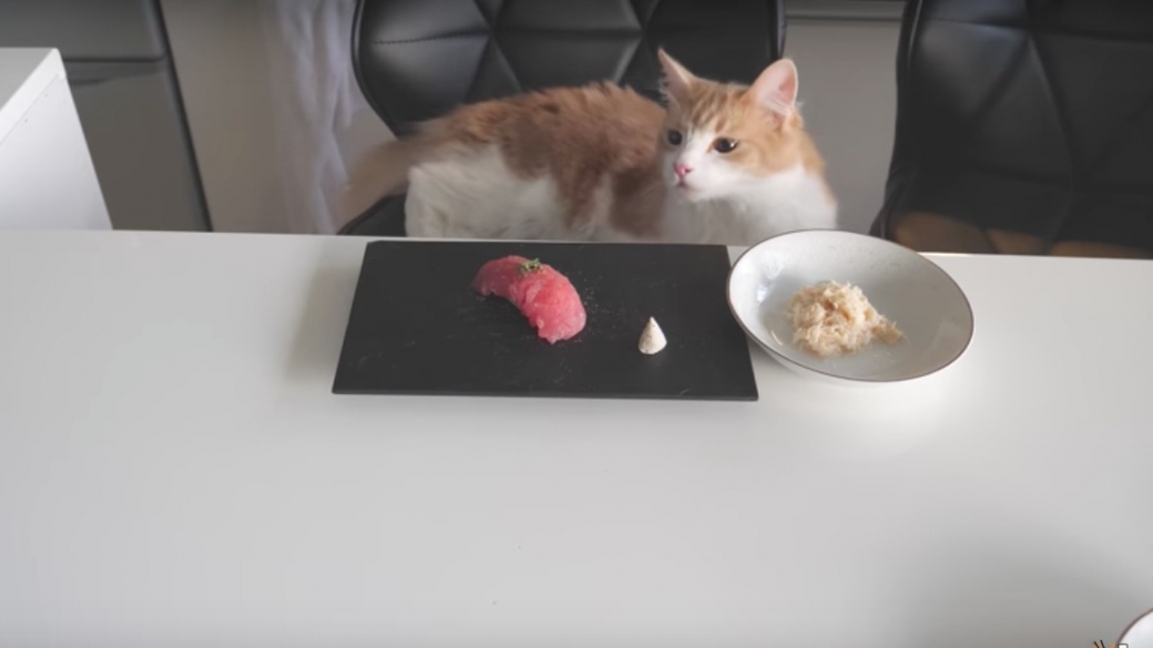 Sushi para gatos. Pulzo.com