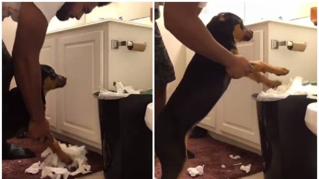 Joven pone a su perro a botar a la basura el papel higiénico que destrozó. Pulzo.com