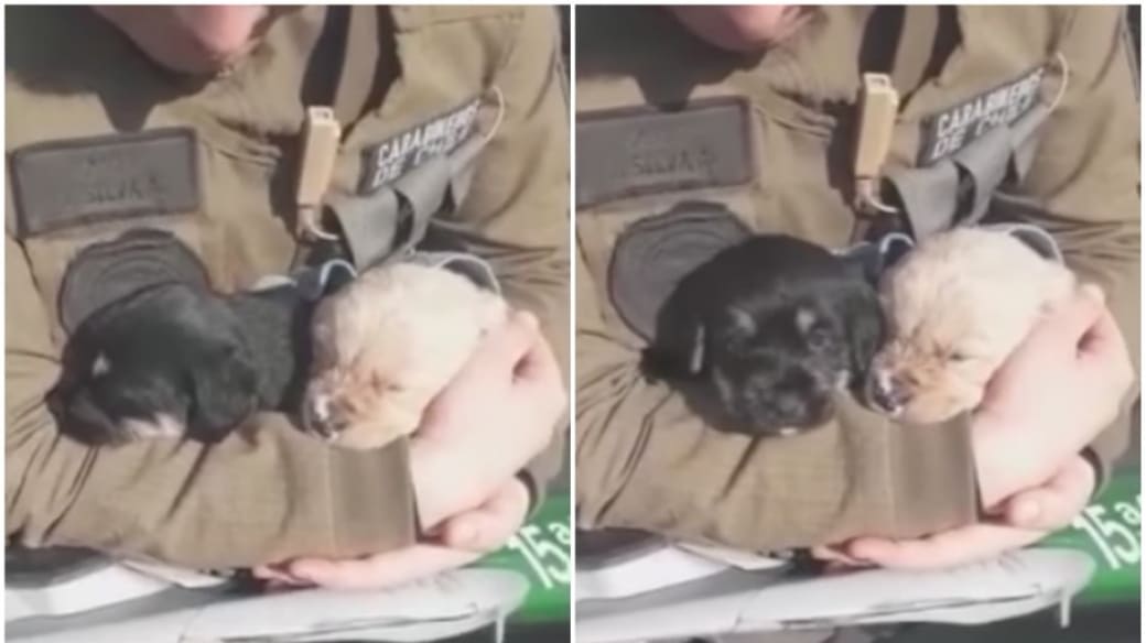 Cachorros rescatados de ahogarse.