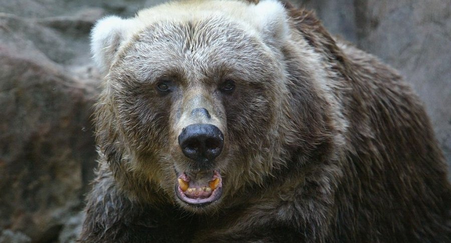 Oso. Pulzo.com