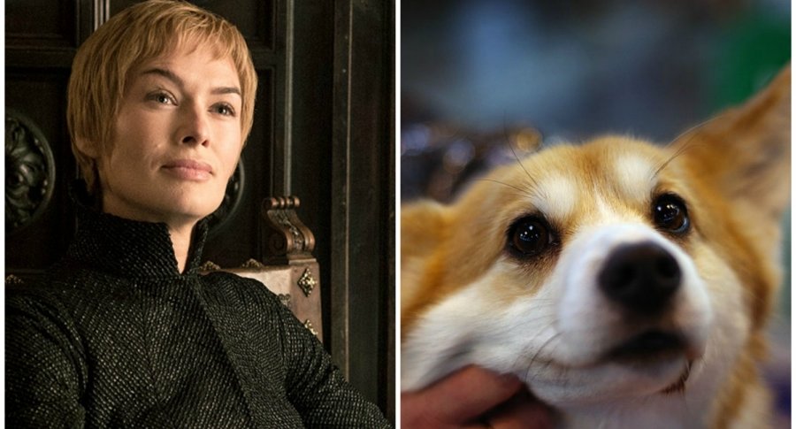 Cersei Lannister y perro corgi. Pulzo.