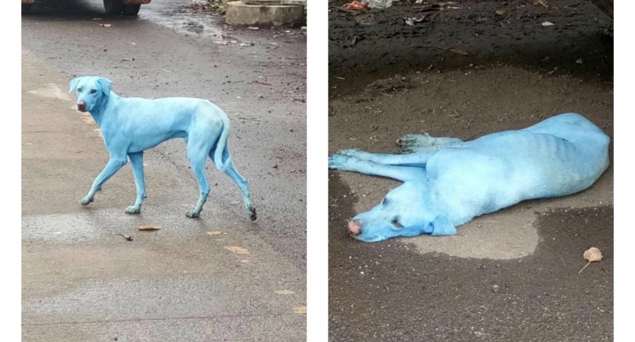 Perro azul. Pulzo.