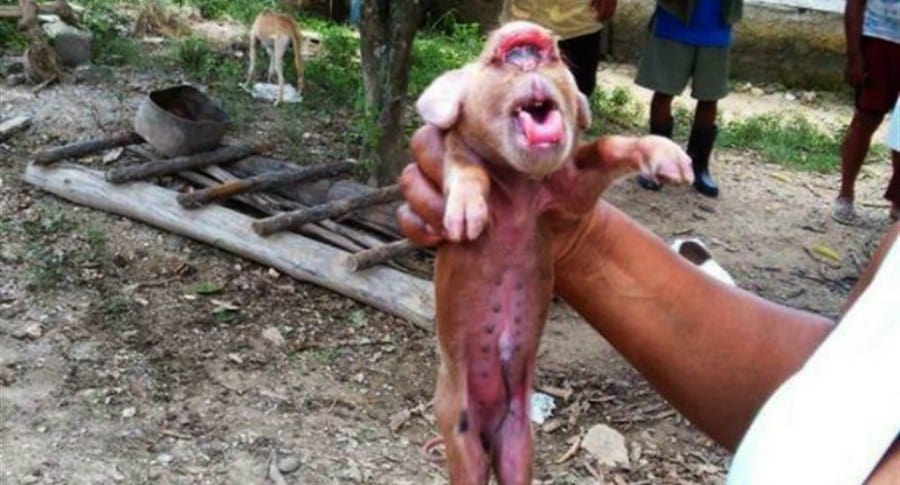 Cerdo con cara de mono.
