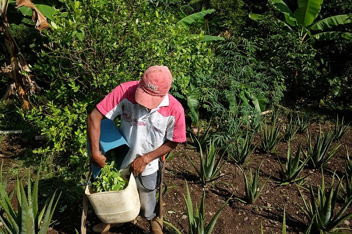 Cultivo de coca en Cauca