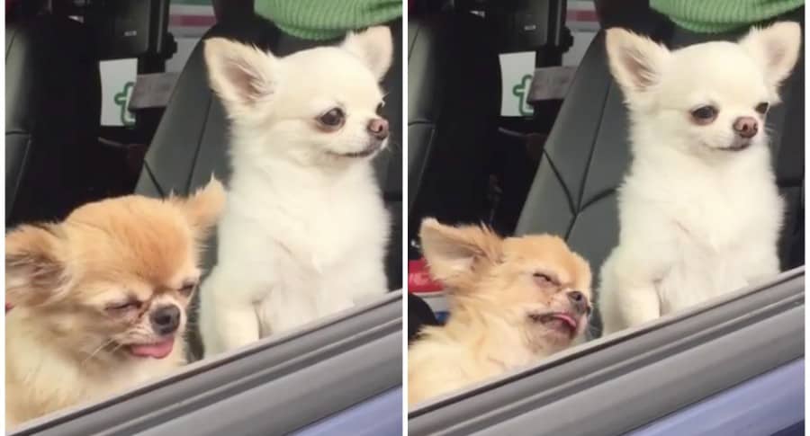 Chihuahua cayéndose en la silla de un carro. Pulzo.
