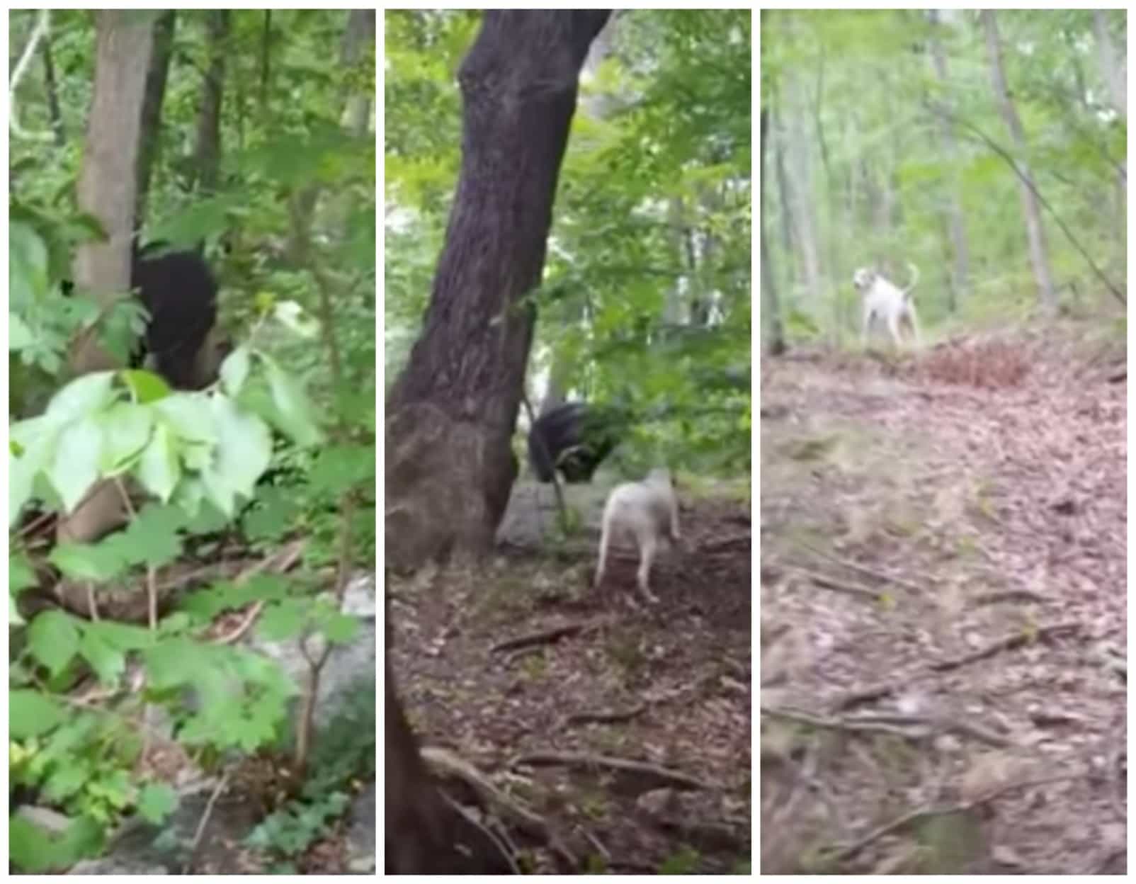 Perro persigue a un oso. Pulzo.