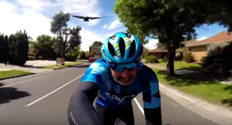 Urraca persigue a ciclista.
