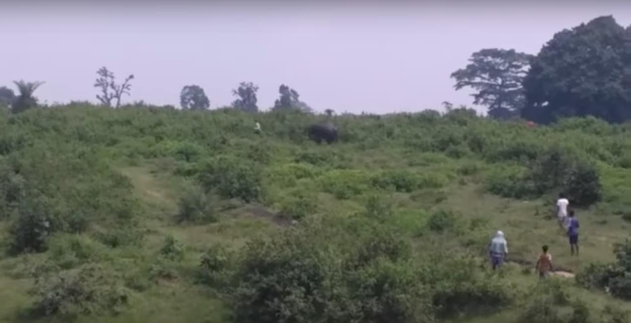 Elefante a punto de atacar a un hombre. Pulzo.