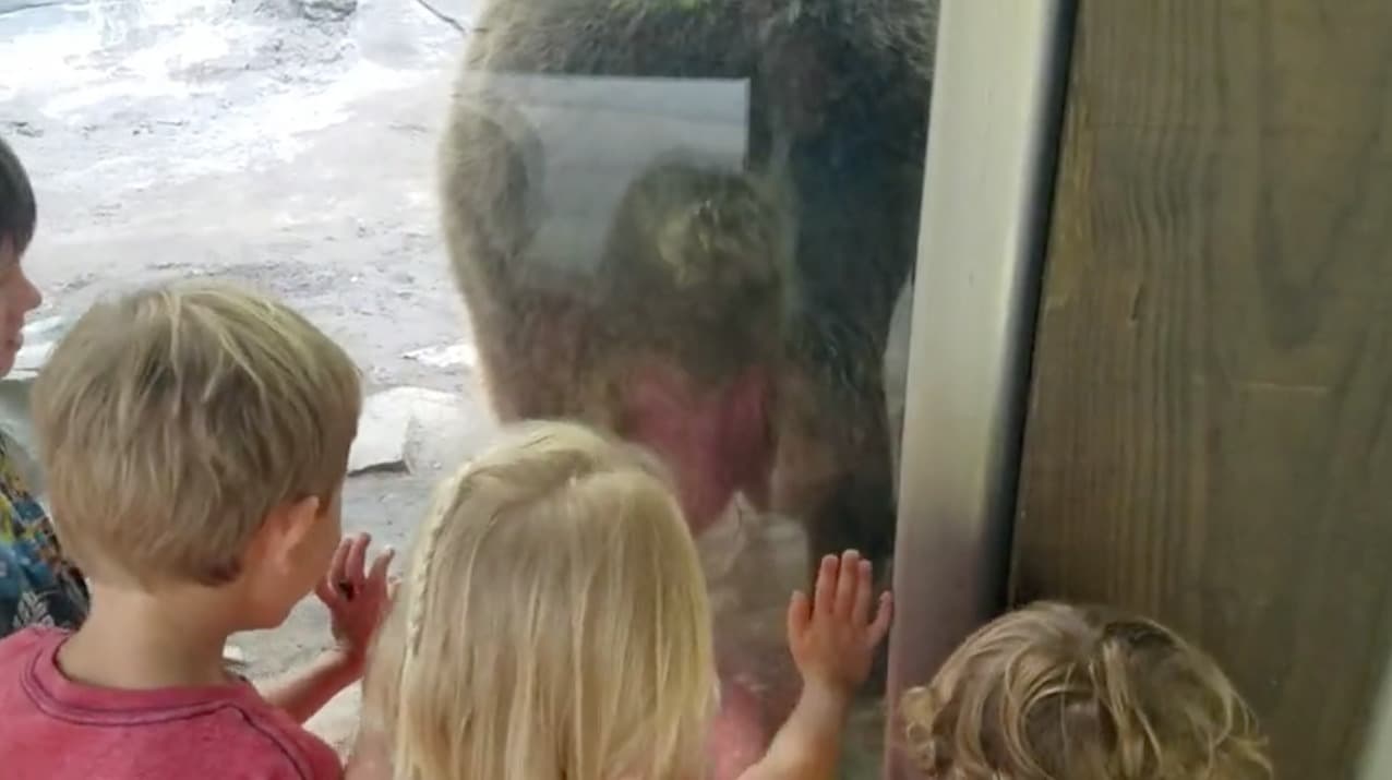 Oso hace popó frente a niños. Pulzo.