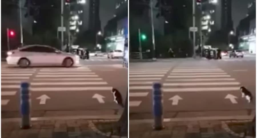 Gato cruza vía en semáforo en verde.