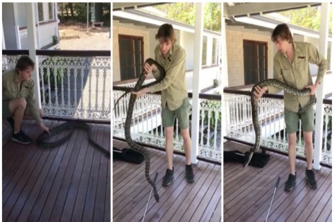 Joven atrapa a serpiente en Australia. Pulzo.
