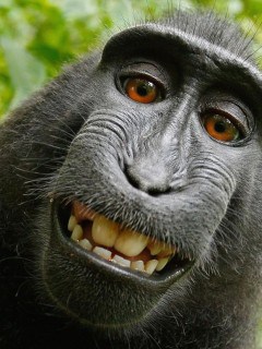 Mico selfi