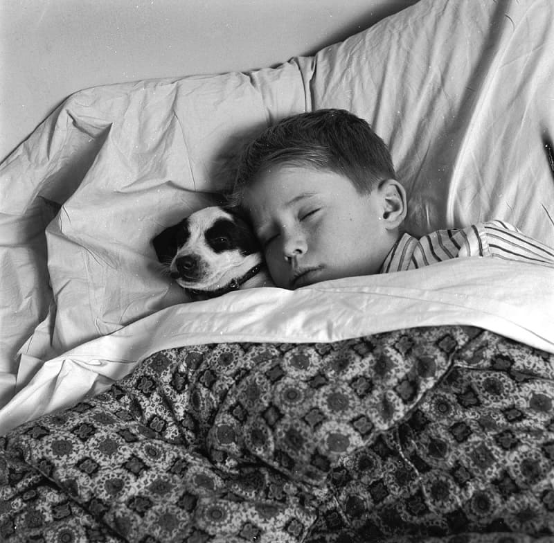 Por qué es bueno dormir con mascotas