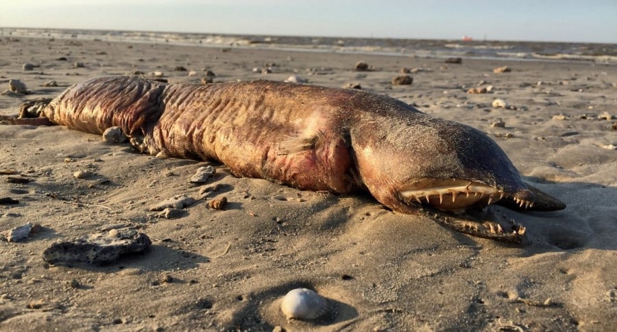 La extraña criatura que apareció en una playa de Texas