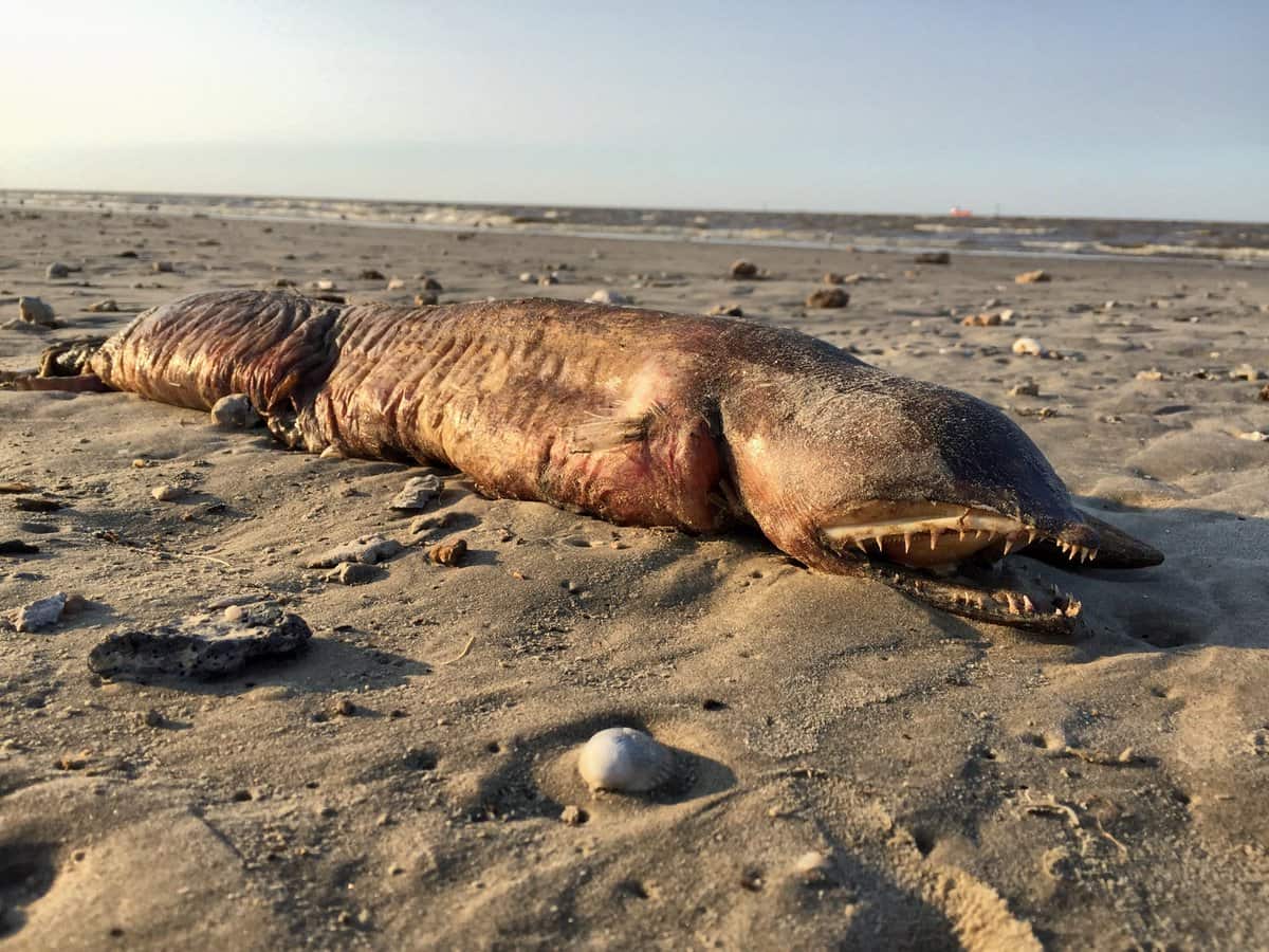 La extraña criatura que apareció en una playa de Texas