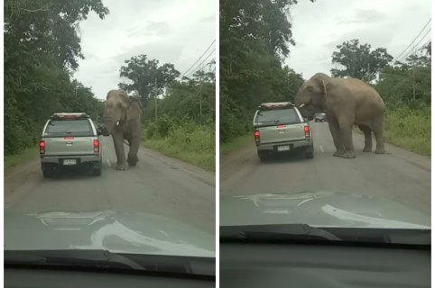 Elefante le quita el techo a una camioneta. Pulzo.
