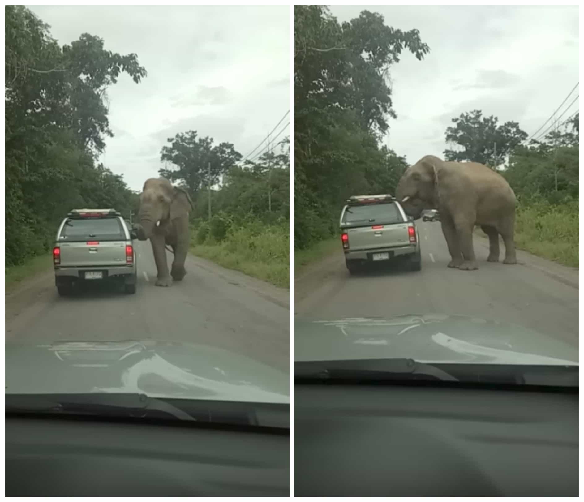 Elefante le quita el techo a una camioneta. Pulzo.