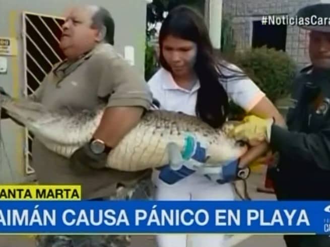 Caimán hallado en playa de la Costa. Pulzo.