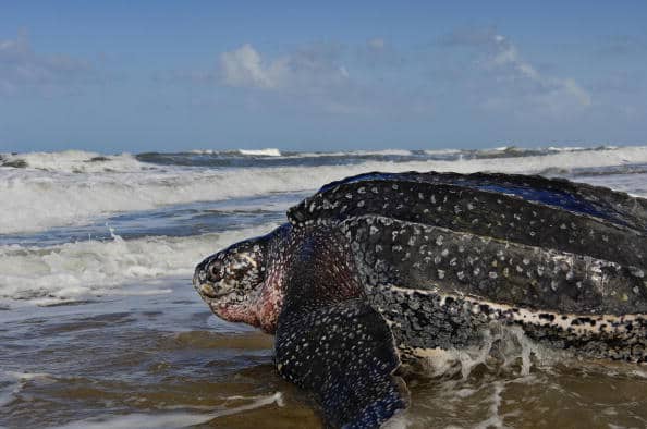 Tortuga laúd