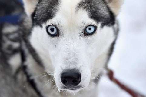 Husky siberiano. Pulzo.