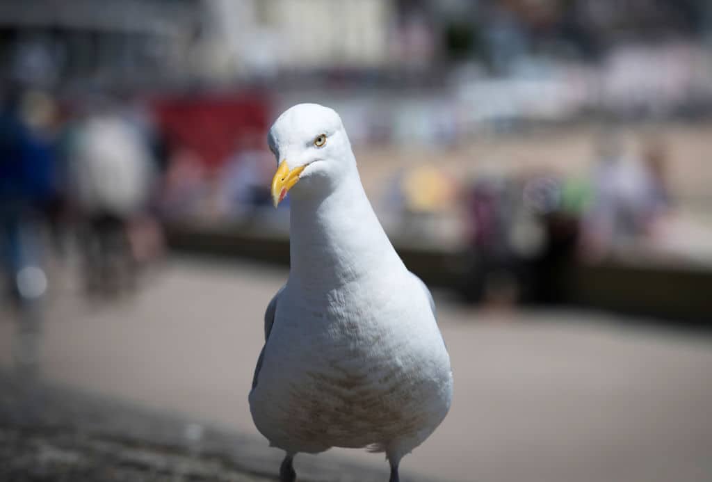 Gaviota. Pulzo.
