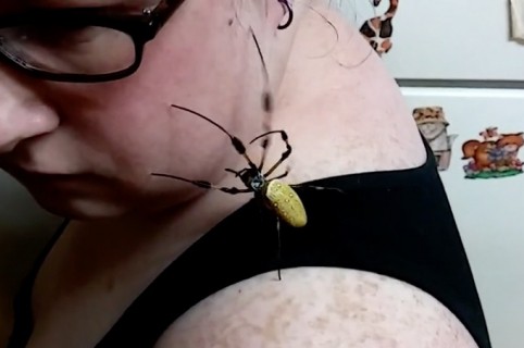 Araña camina por la cara de una mujer. Pulzo.