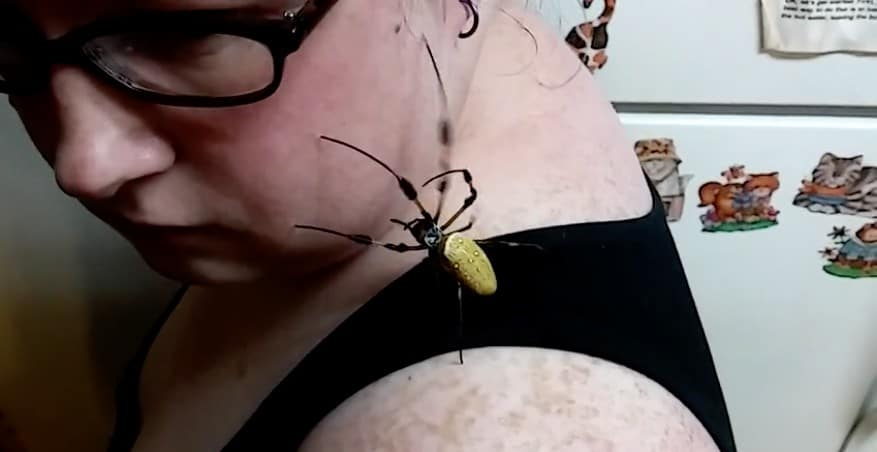 Araña camina por la cara de una mujer. Pulzo.