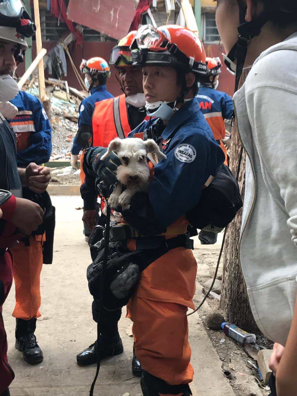 Perro schnauzer rescatado bajo los escombros de un edificio, en Ciudad de México. Pulzo.