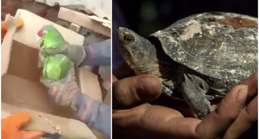 Loro y tortuga rescatadas en México.