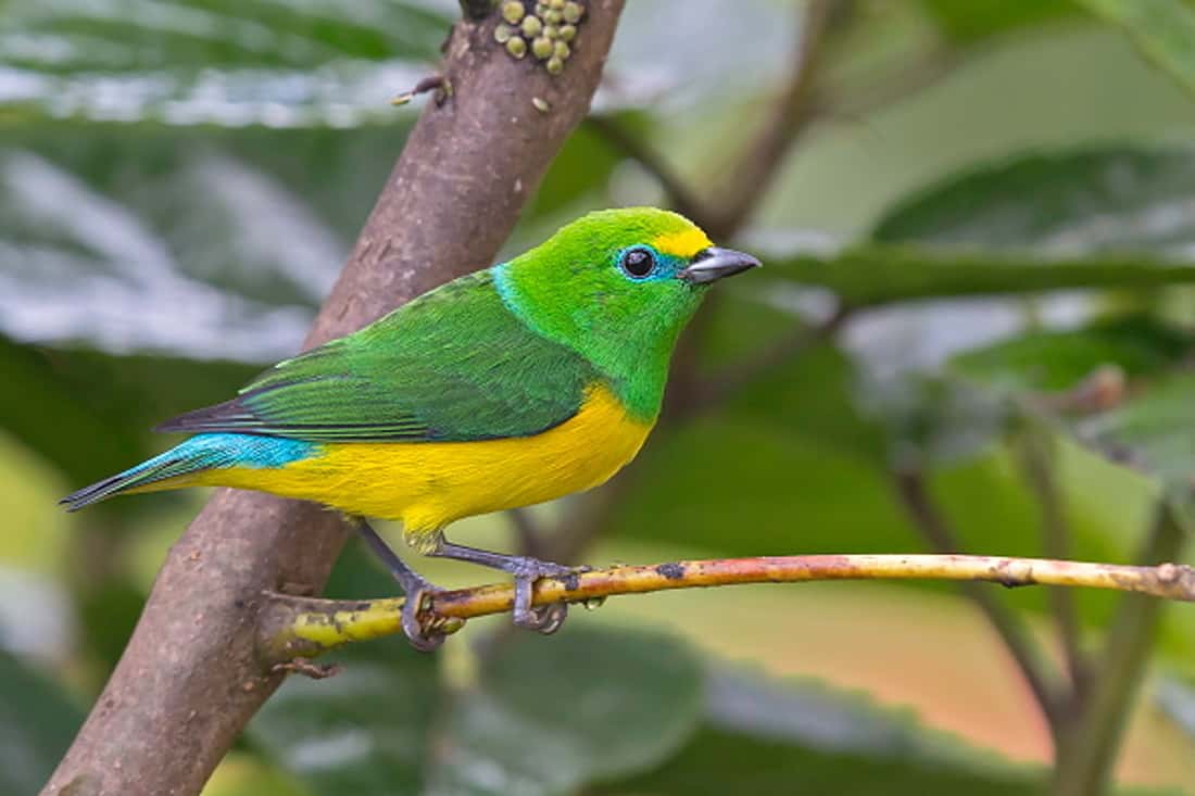 Pájaro