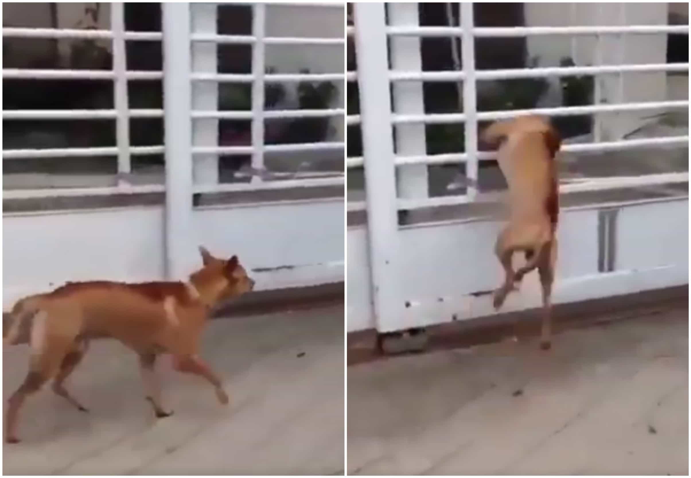 Perro atraviesa reja de casa. Pulzo.