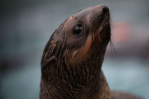 Foca. Pulzo.