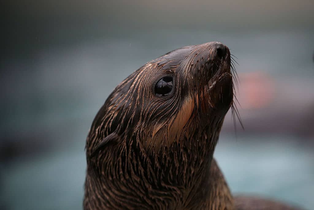 Foca. Pulzo.