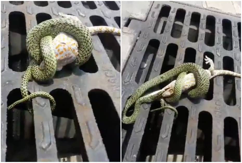 Lagarto a punto de ser devorado por serpiente.