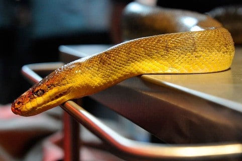 Serpiente pitón. Pulzo.