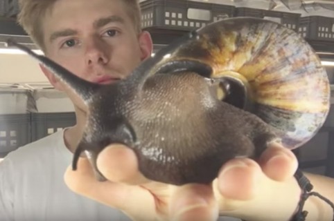 Joven carga a un caracol gigante africano. Pulzo.