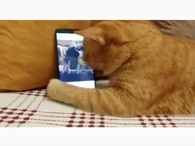 Gato ciego escuchando a un pianista. Pulzo.
