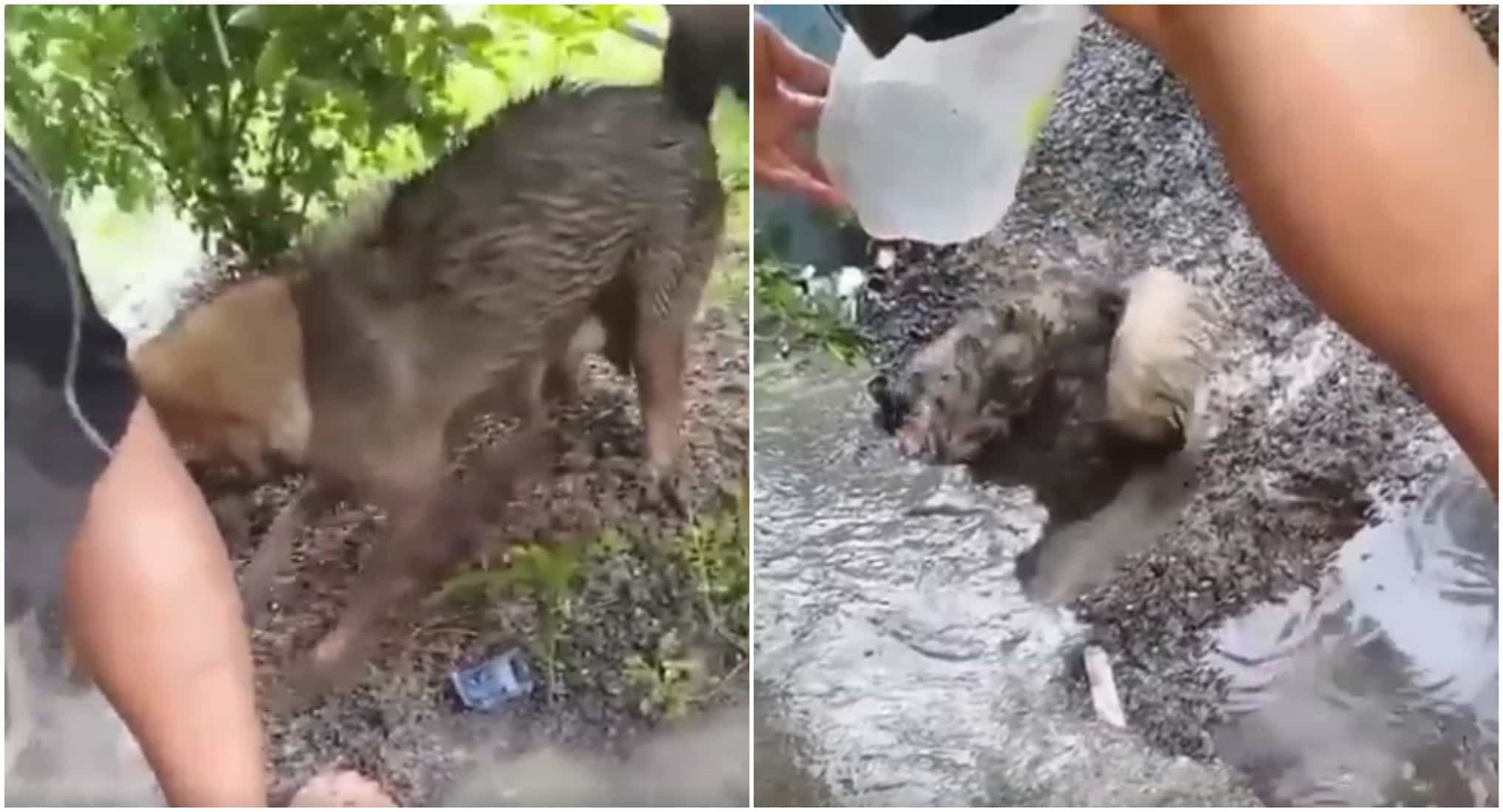 Perra rescata a su cachorro. Pulzo.