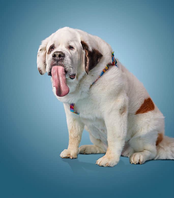 La perra con la lengua más larga del mundo. Pulzo.