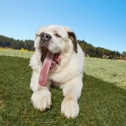 Mochi, la perra con la lengua más larga del mundo. Pulzo.