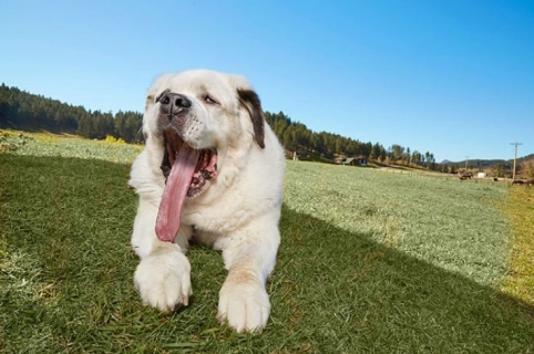 Mochi, la perra con la lengua más larga del mundo. Pulzo.