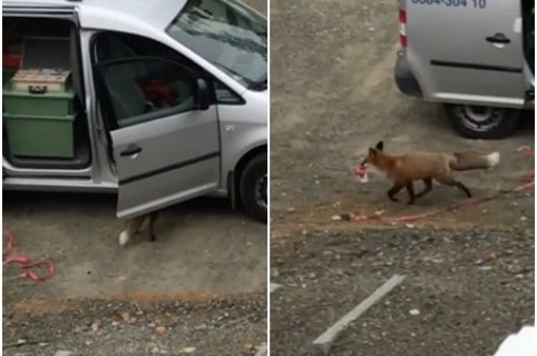 Zorro se roba una porción de pizza de un vehículo. Pulzo.